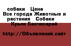 собаки › Цена ­ 2 500 - Все города Животные и растения » Собаки   . Крым,Бахчисарай